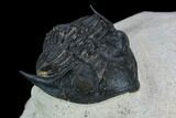 Metacanthina Trilobite - Lghaft, Morocco #128943-1
